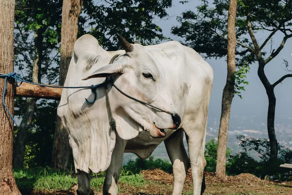 White Cow Farm Pasture — Stock Photo, Image