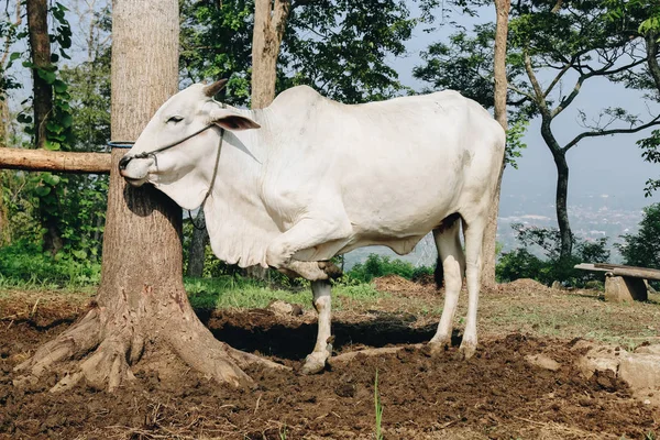 White Cow Farm Pasture — Stock Photo, Image