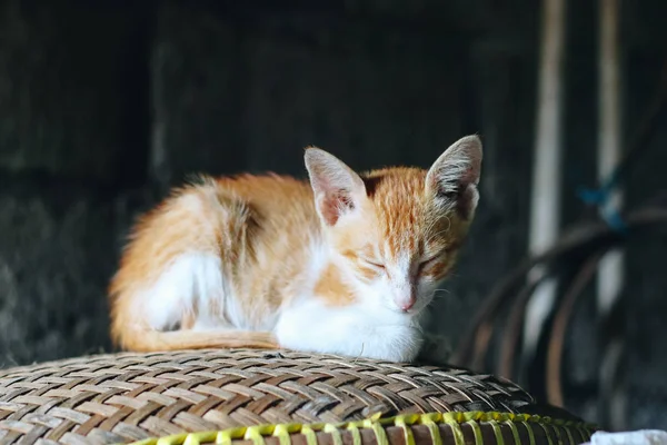 Tatlı kırmızı bir kedinin portresi. 