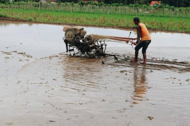 Pirinç tarlasında çalışan çiftçi. Sıkı çalışma konsepti