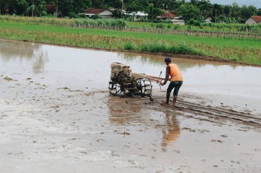 Pirinç tarlasında çalışan çiftçi gündüz çekim yapıyor.