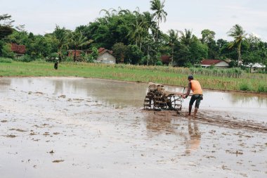 Pirinç tarlasında çalışan çiftçi gündüz çekim yapıyor.