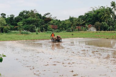 Pirinç tarlasında çalışan çiftçi gündüz çekim yapıyor.
