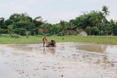Pirinç tarlasında çalışan çiftçi gündüz çekim yapıyor.