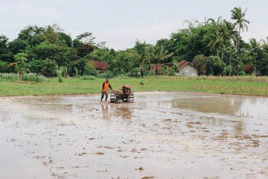 Pirinç tarlasında çalışan çiftçi gündüz çekim yapıyor.