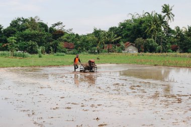 Pirinç tarlasında çalışan çiftçi gündüz çekim yapıyor.