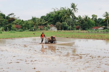 Pirinç tarlasında çalışan çiftçi gündüz çekim yapıyor.