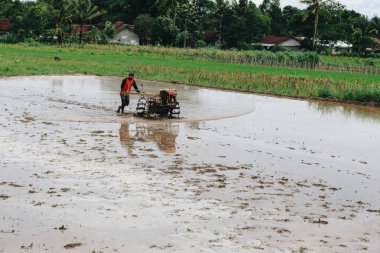 Çiftçi 'nin sulak pirinç tarlasında çalışmasının gündüz çekimi.