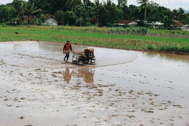 Çiftçi 'nin sulak pirinç tarlasında çalışmasının gündüz çekimi.