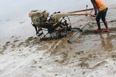 Sulu pirinç tarlasında çalışan çiftçi.
