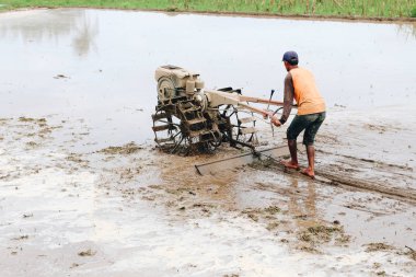 İşçi pirinç tarlasında çalışıyor.