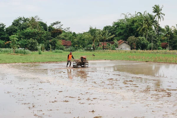 Pirinç tarlasında çalışan çiftçi gündüz çekim yapıyor.