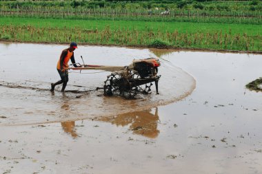 İşçi pirinç tarlasında çalışıyor.