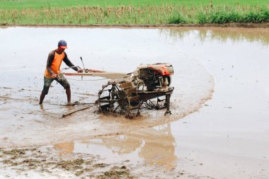 İşçi pirinç tarlasında çalışıyor.