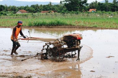 İşçi pirinç tarlasında çalışıyor.