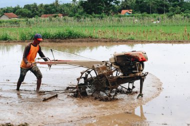 İşçi pirinç tarlasında çalışıyor.