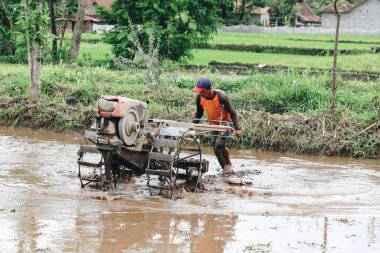 İşçi pirinç tarlasında çalışıyor.
