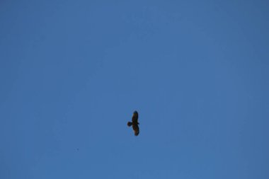 Mavi gökyüzünde uçan kuş