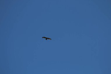 Mavi gökyüzünde uçan kuş