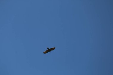 Mavi gökyüzünde uçan kuş