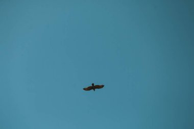 Mavi gökyüzünde uçan kuş