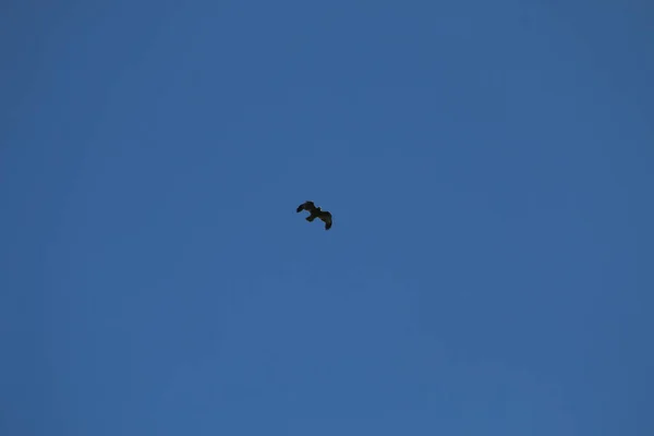 Bird flying in blue sky