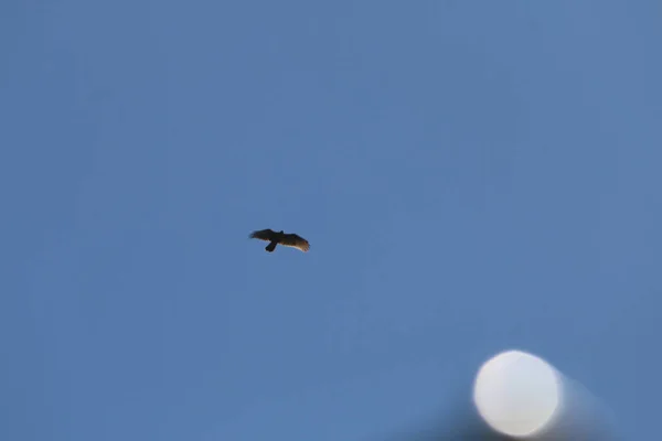 Bird flying in blue sky