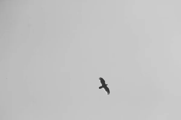 Pássaro Voando Céu Azul — Fotografia de Stock