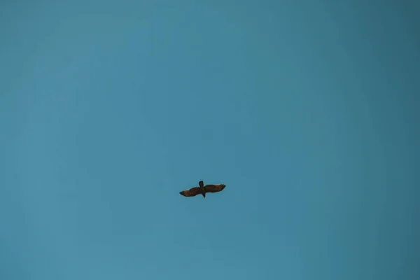 Pássaro Voando Céu Azul — Fotografia de Stock