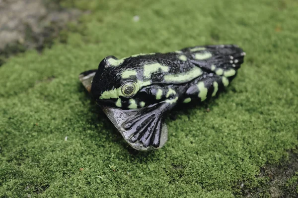 Çimenlerde Balık Tutmak Için Plastik Kurbağa Yemi — Stok fotoğraf