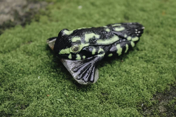 Utilisation Grenouilles Comme Appât Pour Pêche Sur Herbe — Photo