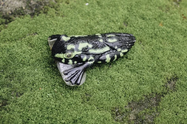 青草上钓鱼用塑料青蛙饵 — 图库照片