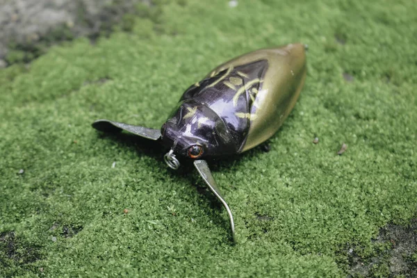 Plastic Beetle Bait Fishing Lying Grass — Stock Photo, Image