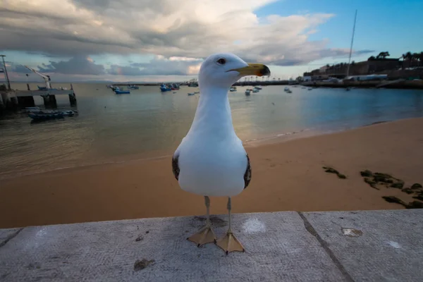 Mouette Sur Plage — Photo