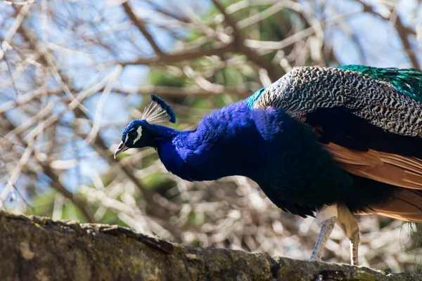 Paon Oiseau Dans Forêt — Photo