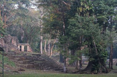 Ormandaki antik merdivenler 