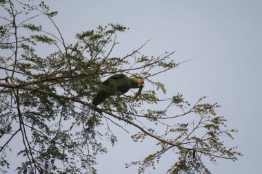 Bir kuş ağaç dalında oturuyor.