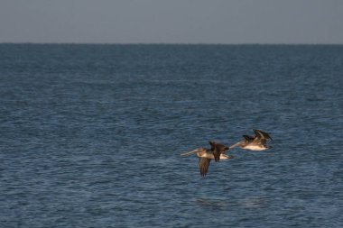 İki martı suyun üzerinde uçuyor.