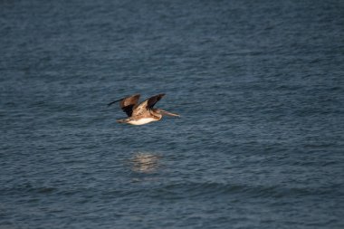 Gölün üzerinde bir kuş