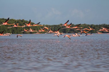 Suda pembe flamingo sürüsü.