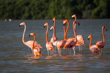 Suda pembe flamingo sürüsü.