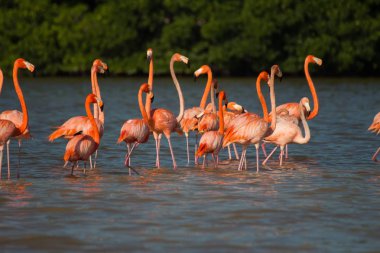 Suda pembe flamingo sürüsü.