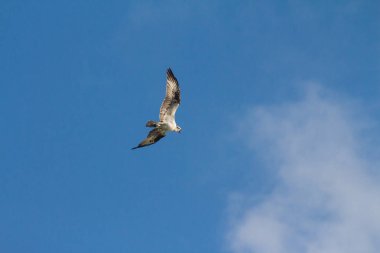 Martı gökyüzünde uçuyor.