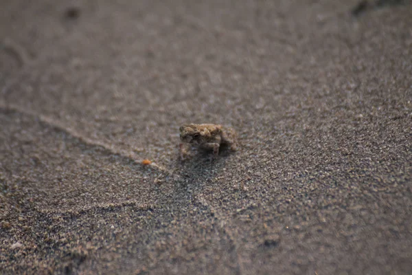Closeup Shot Dead Crab Sandy Beach — Stock Photo, Image