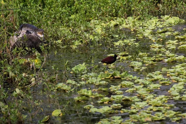 池塘里的鸟 — 图库照片