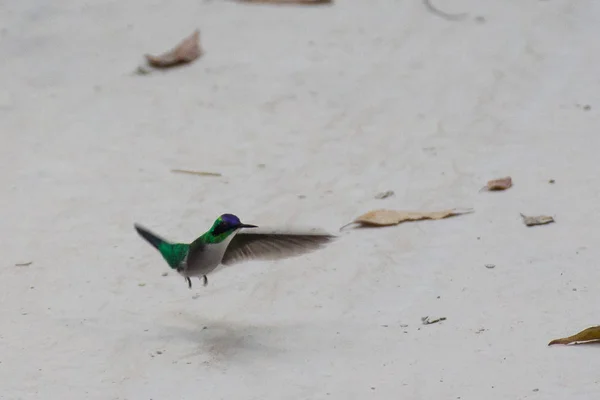 bird flying over sand