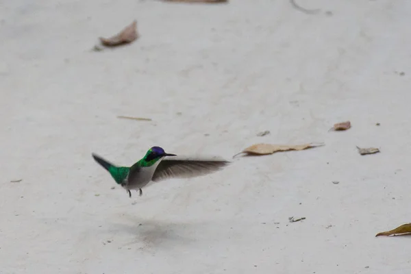 Bird Flying Sand — Stock Photo, Image