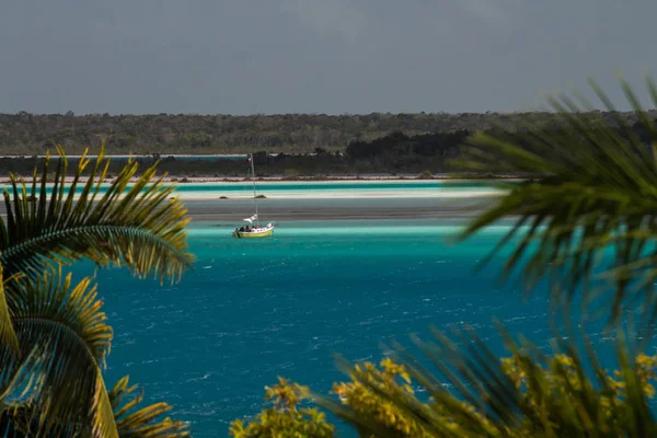 Vacker Utsikt Över Stranden Med Handflator — Stockfoto