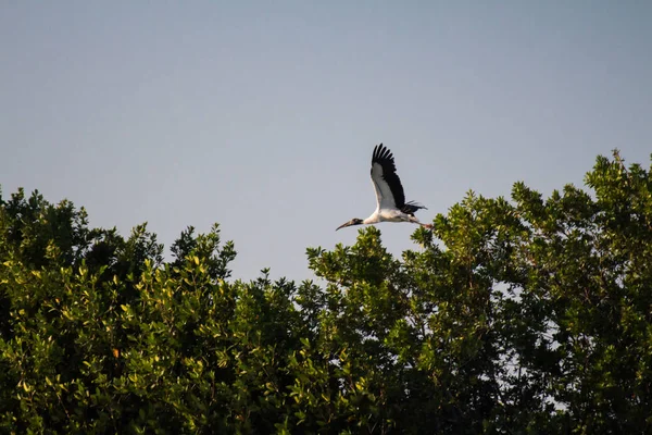Stork Flying Trees — Stock Photo, Image