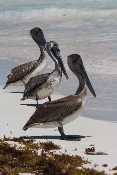 Pair Pelicans Beach — Stock Photo, Image